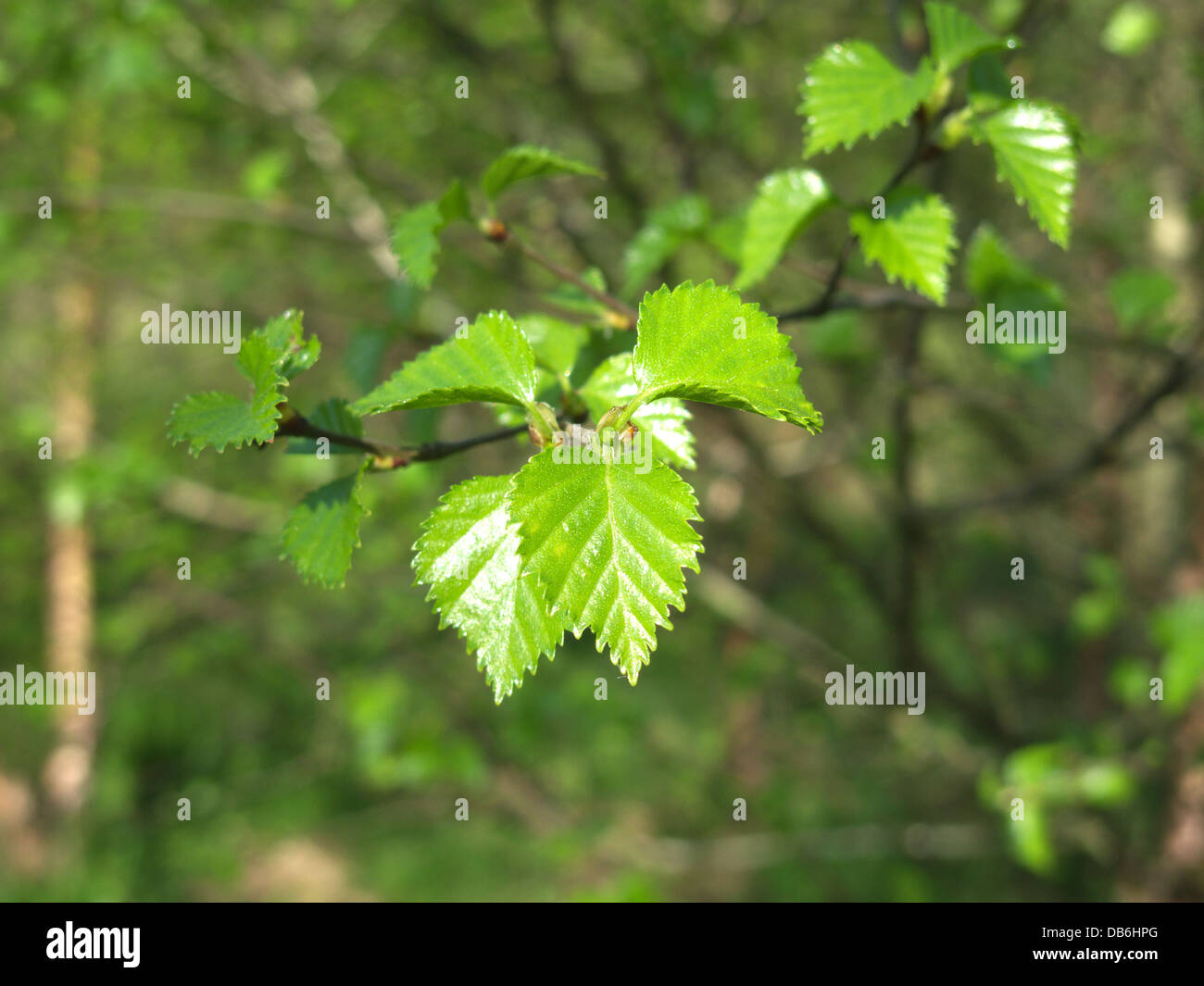 Downy Birch ( Betula pubescens ) in Spring, UK Stock Photo
