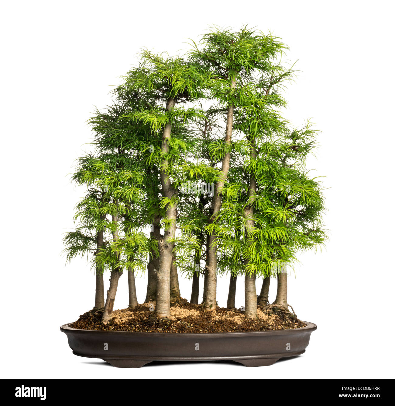 Golden larch, bonsai tree, Pseudolarix amabilis, against white background Stock Photo