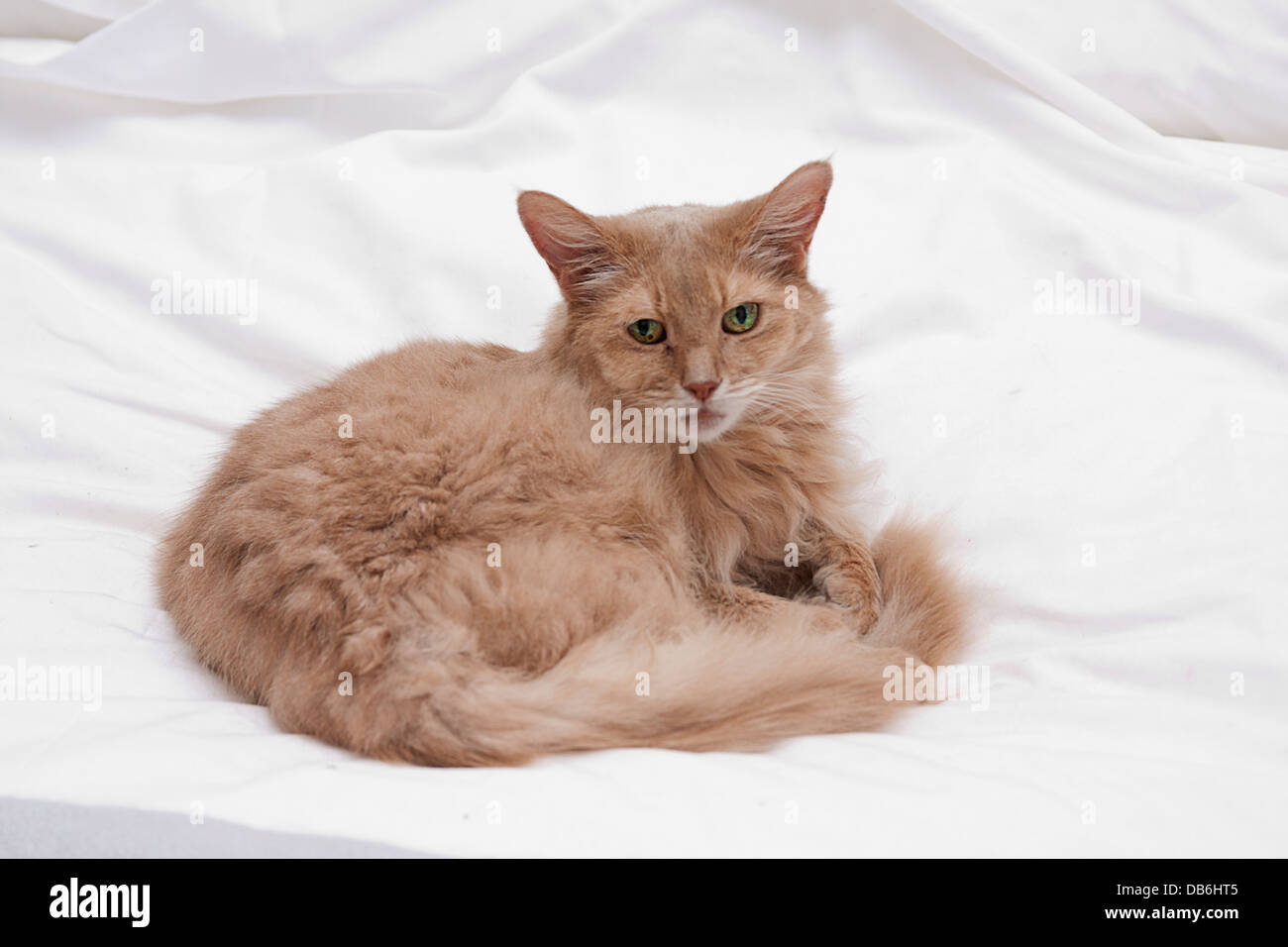Somali elderly female cat Stock Photo