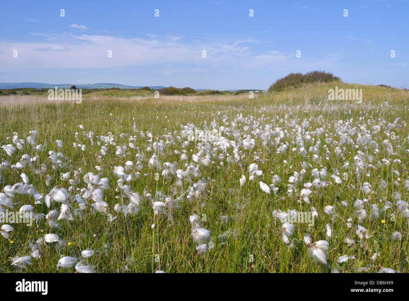 COMMON COTTONGRASS Eriophorum angustifolium (Cyperaceae) at Kenfig Nature Reserve, South Wales Stock Photo