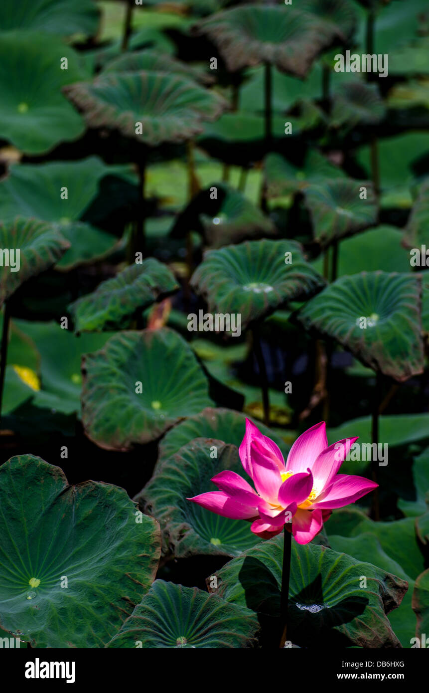 a single loutus flower in a pond full of green leafs Stock Photo
