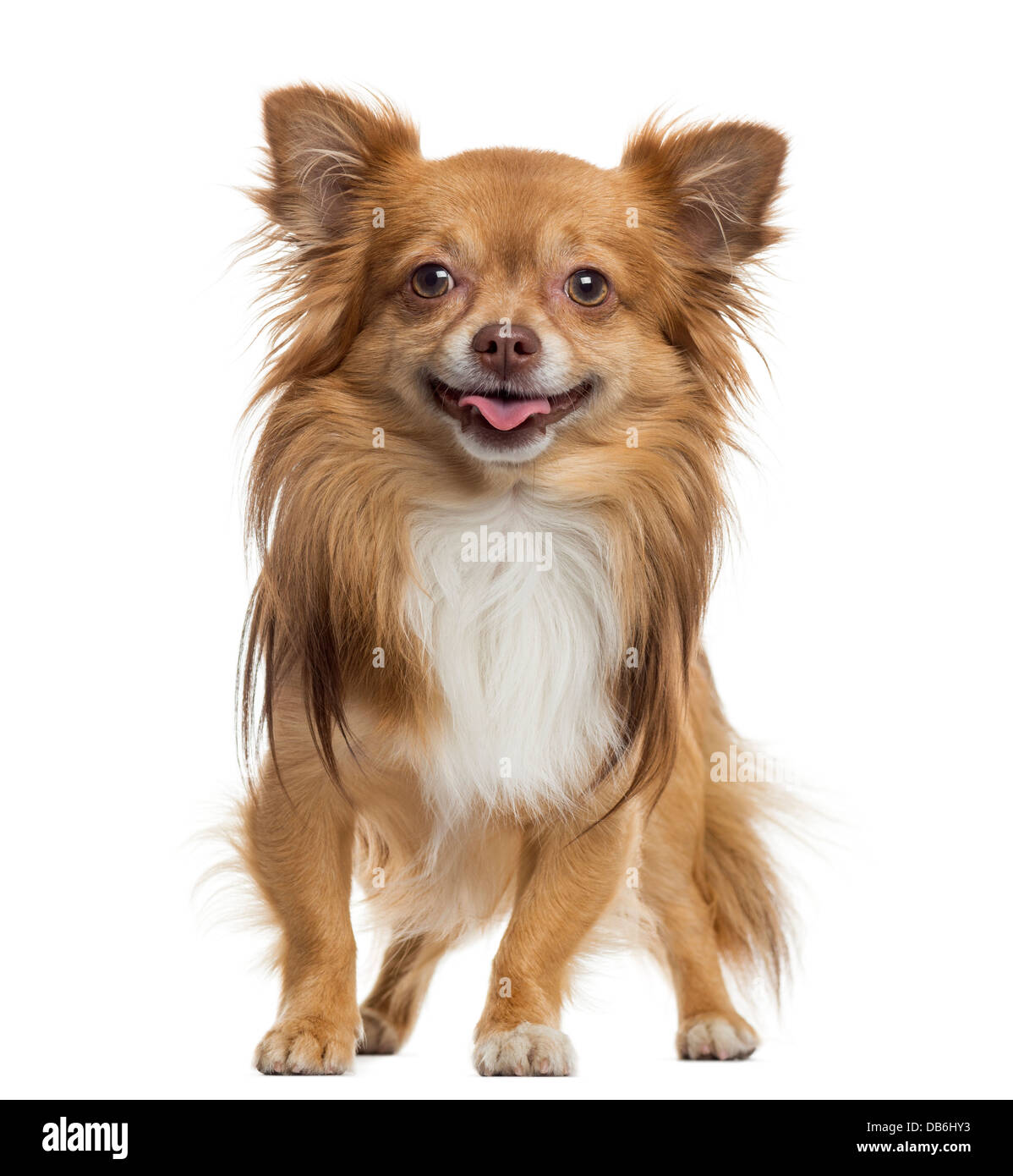 Chihuahua panting against white background Stock Photo