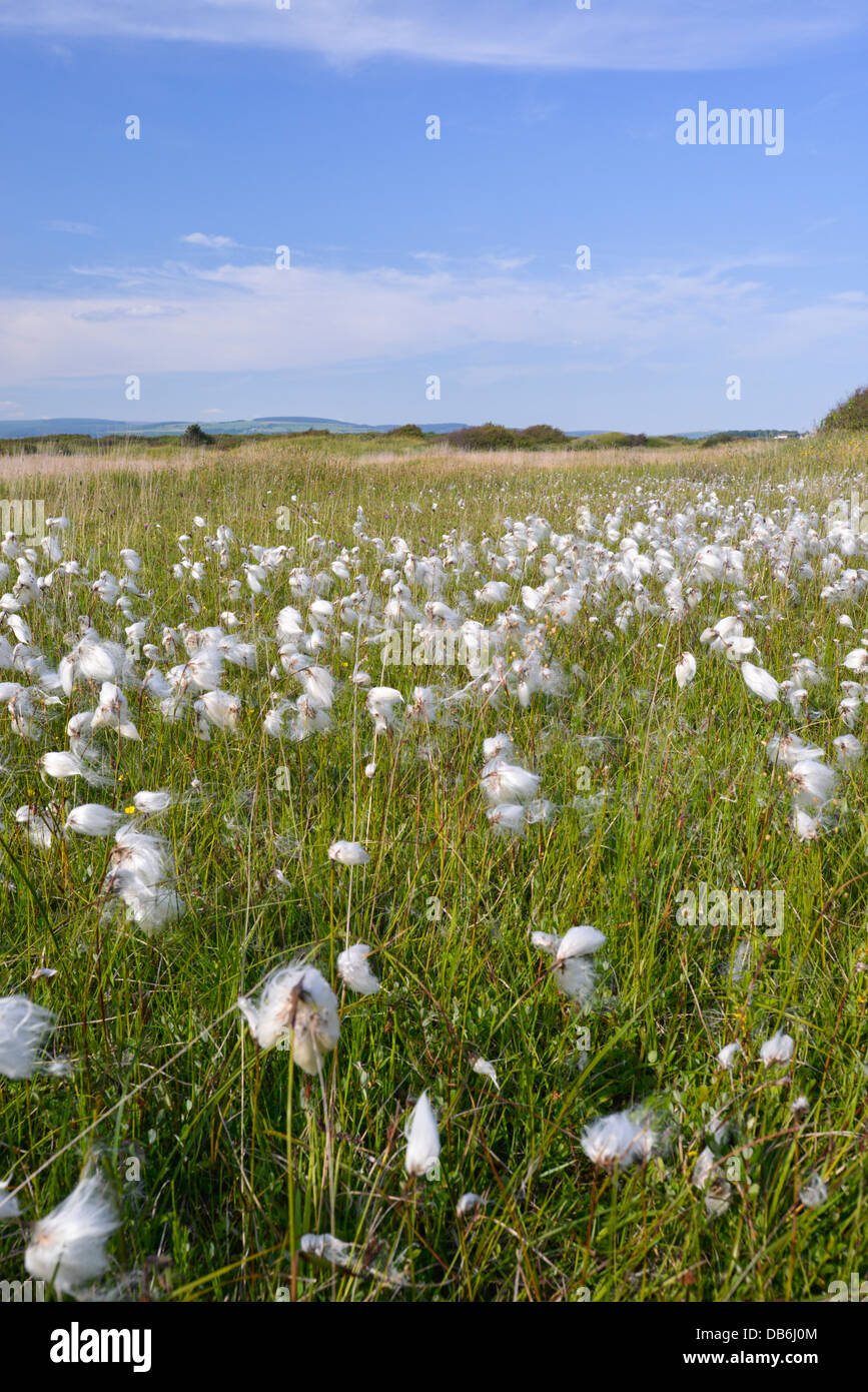 COMMON COTTONGRASS Eriophorum angustifolium (Cyperaceae) at Kenfig Nature Reserve, South Wales Stock Photo