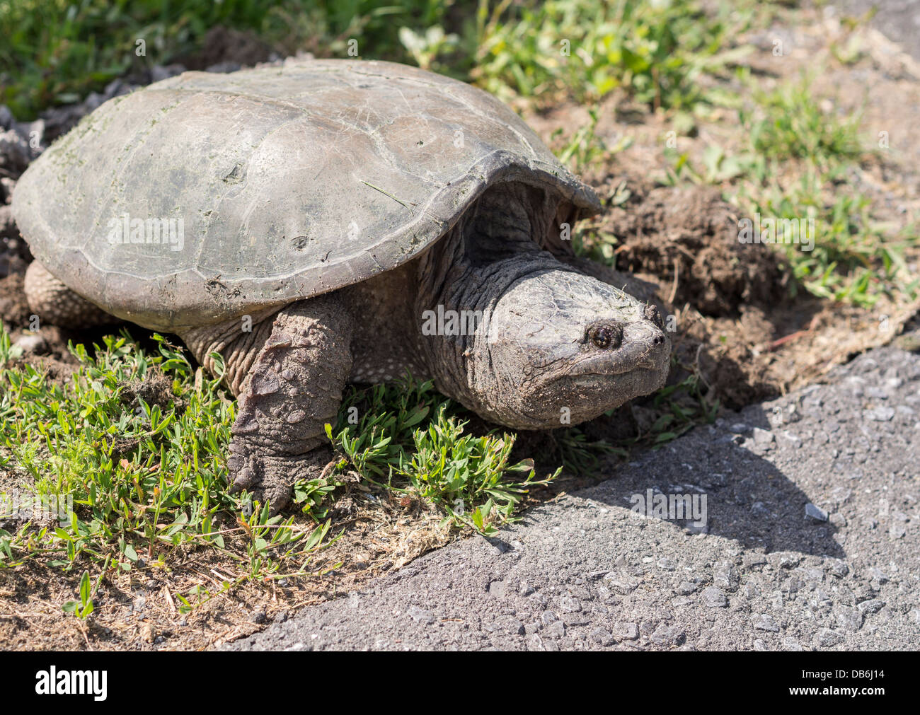 Female Snapping Turtle side view. Large turtle laying eggs at the side of a road. Ottawa, Ontario, Canada Stock Photo