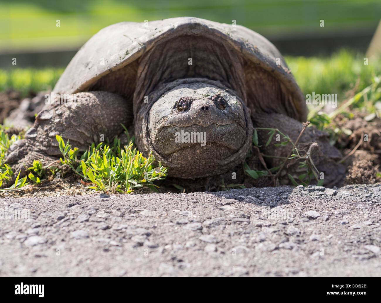 Female Snapping Turtle at road. Large turtle laying eggs at the side of a road. Ottawa, Ontario, Canada Stock Photo