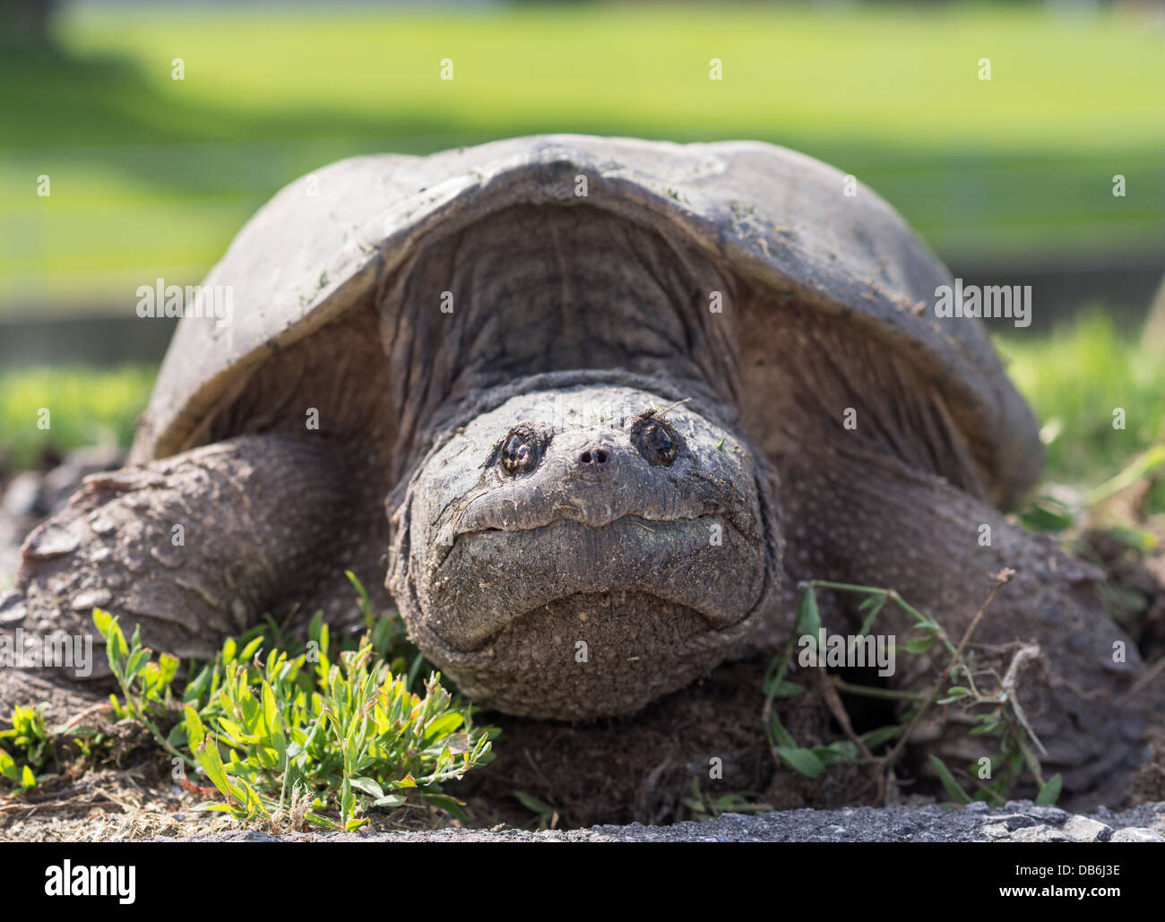 Female Snapping Turtle Closeup. Large turtle laying eggs at the side of a road.  Ottawa, Ontario, Canada Stock Photo