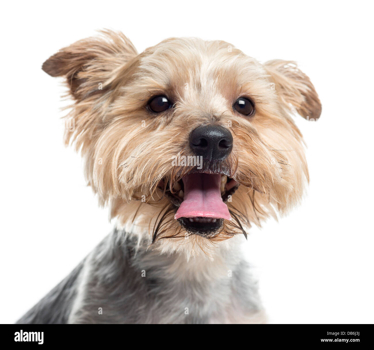 Yorkie panting Clearance