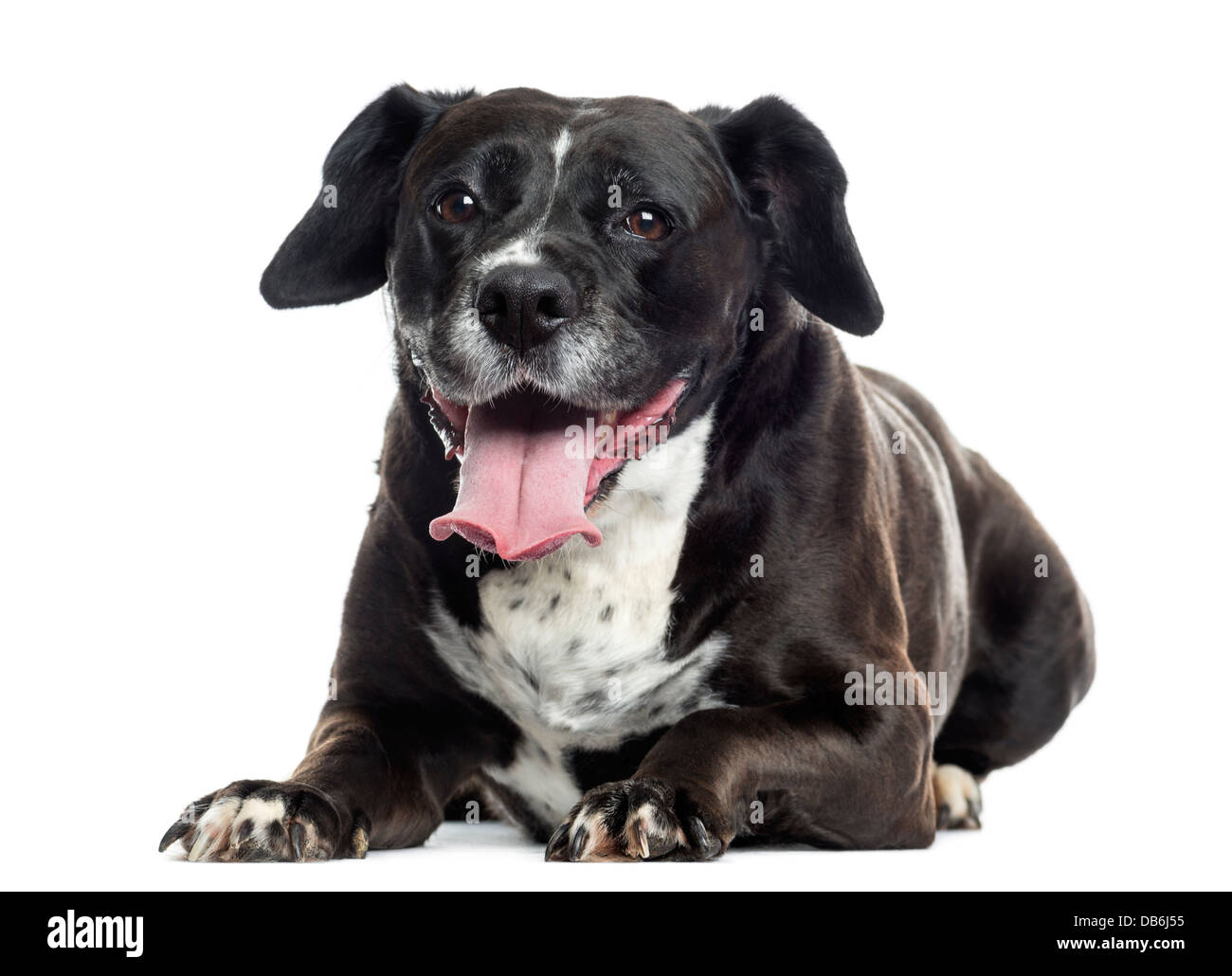 Labrador-boxer crossbreed and panting against white background Stock Photo