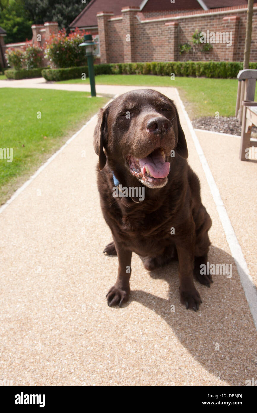 elderly liver labrador suffering from arthritis Stock Photo Alamy