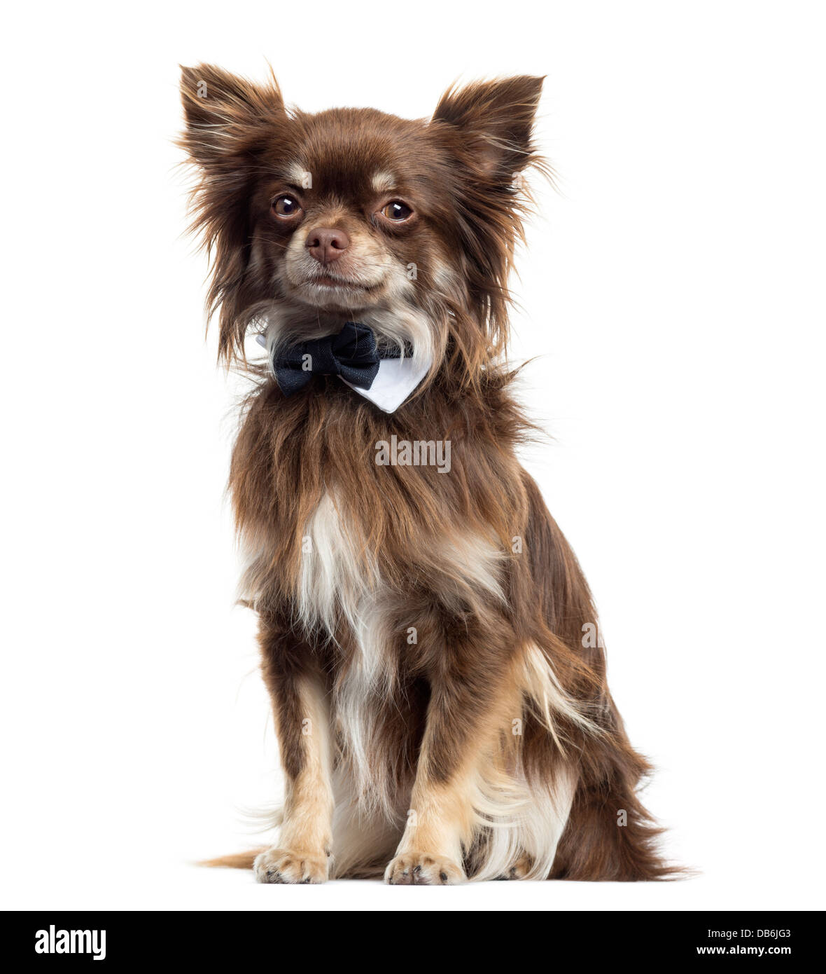 Chihuahua wearing bow tie against white background Stock Photo