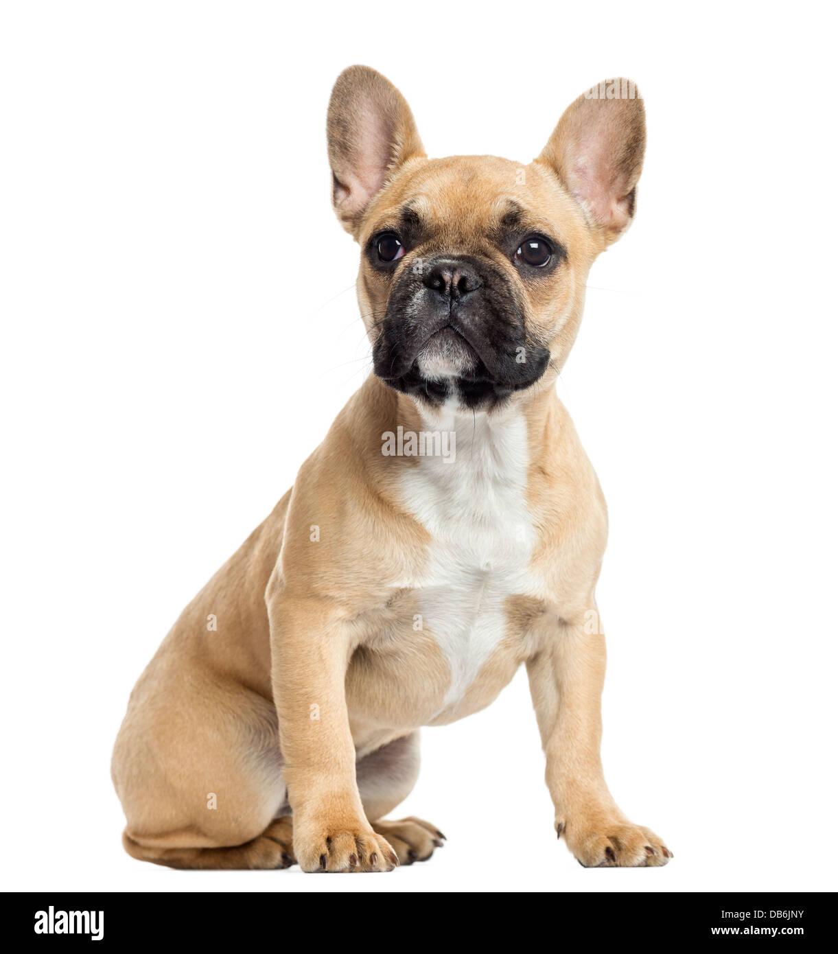 Bulldog frances hi-res stock photography and images - Alamy