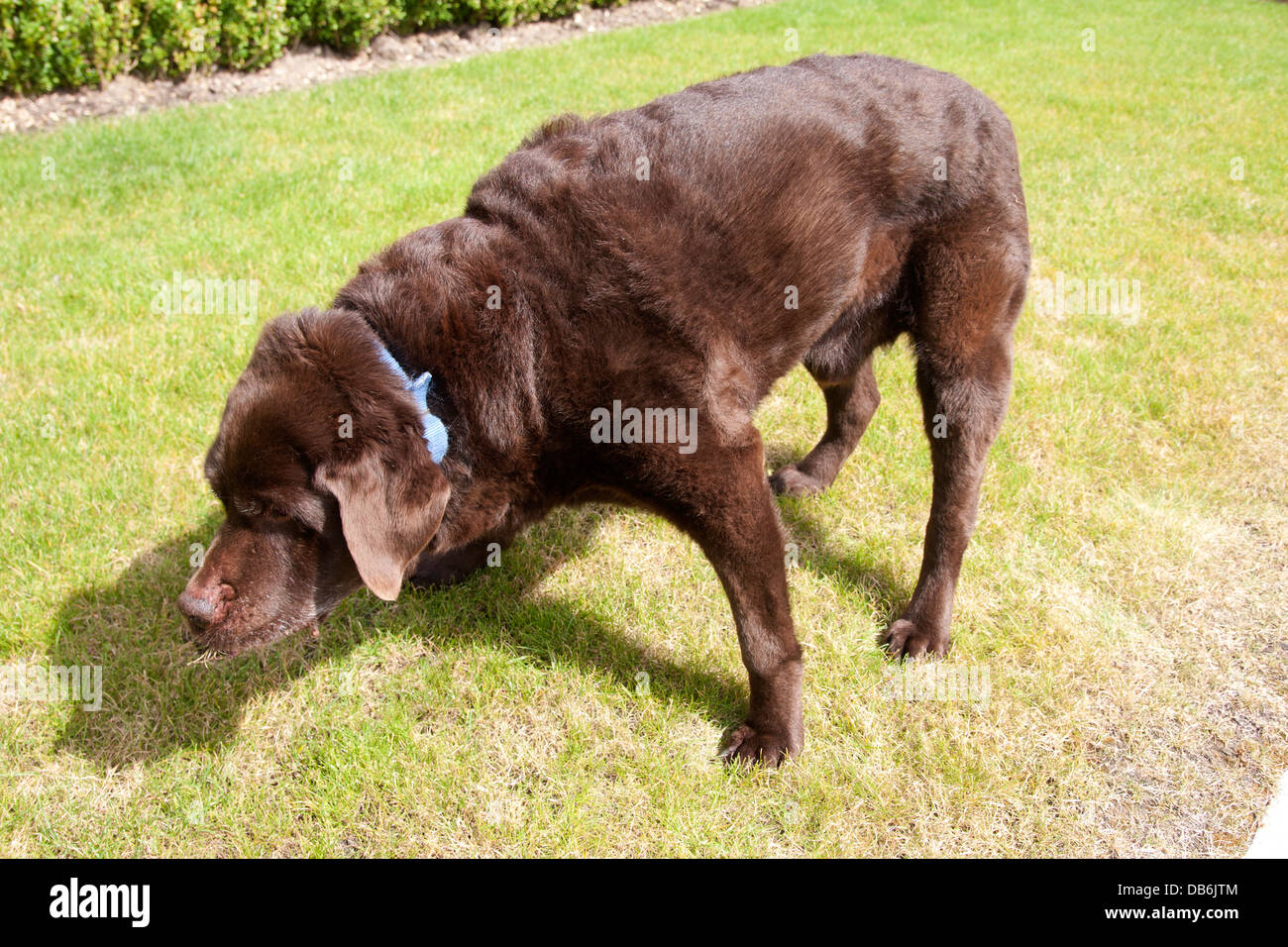 What Age Do Large Dogs Get Arthritis