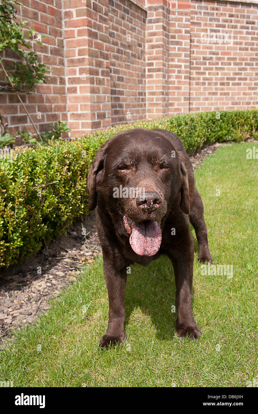 elderly liver labrador suffering from arthritis Stock Photo Alamy
