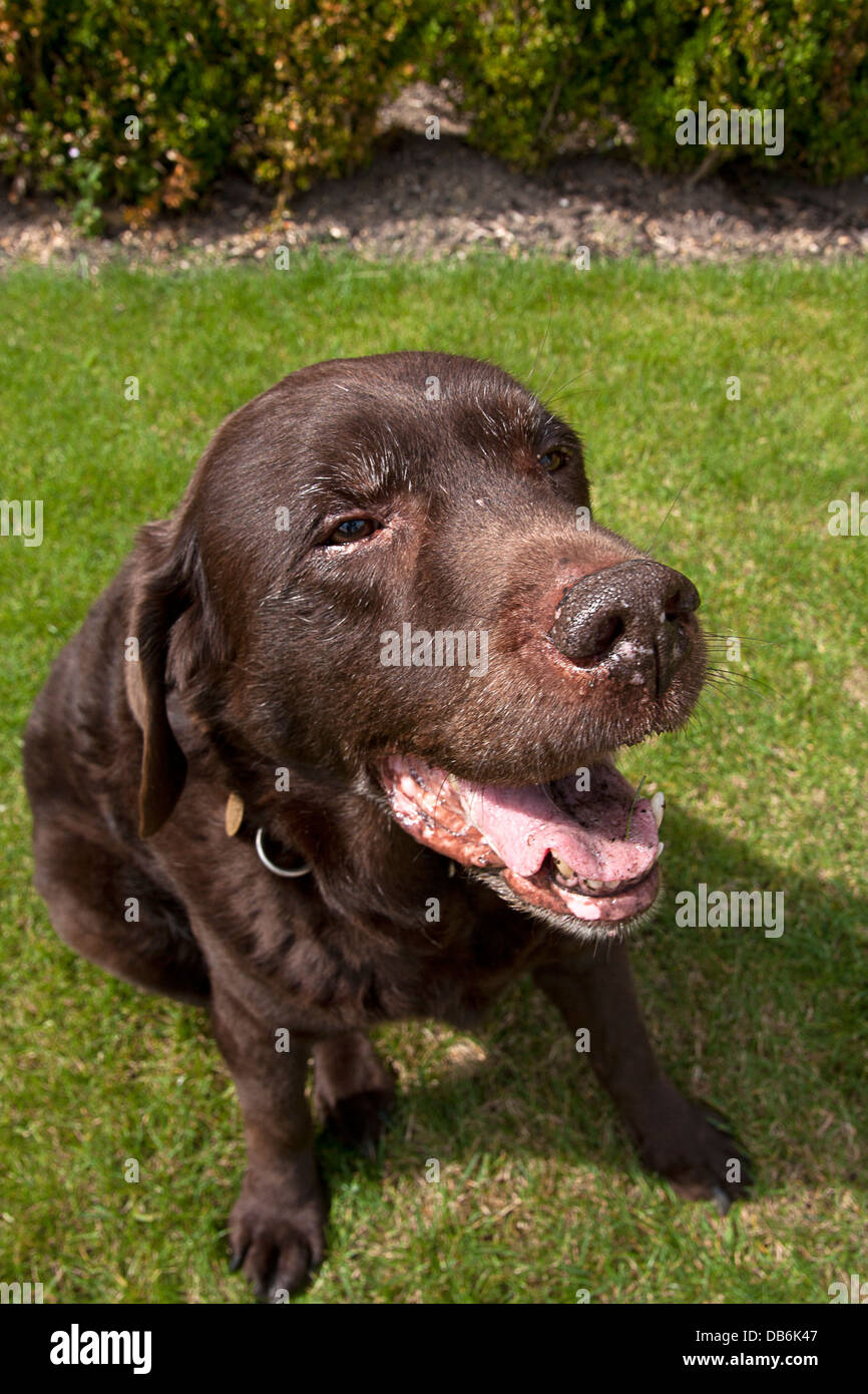 elderly liver labrador suffering from arthritis Stock Photo Alamy