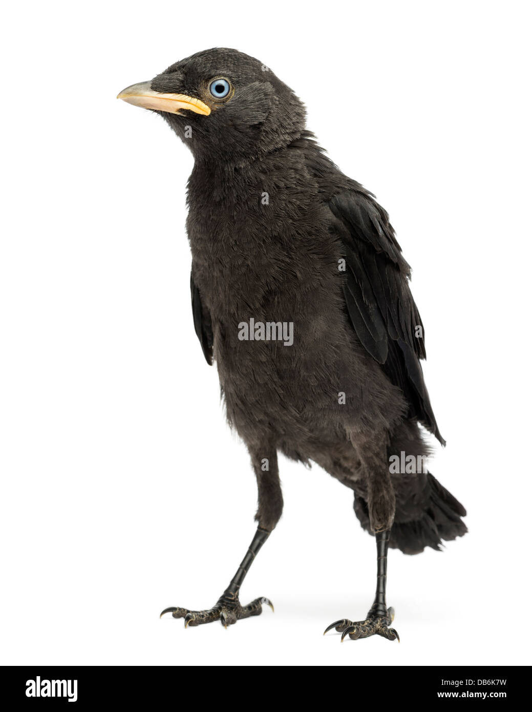 Western Jackdaw, Corvus monedula, 20 days old against white background