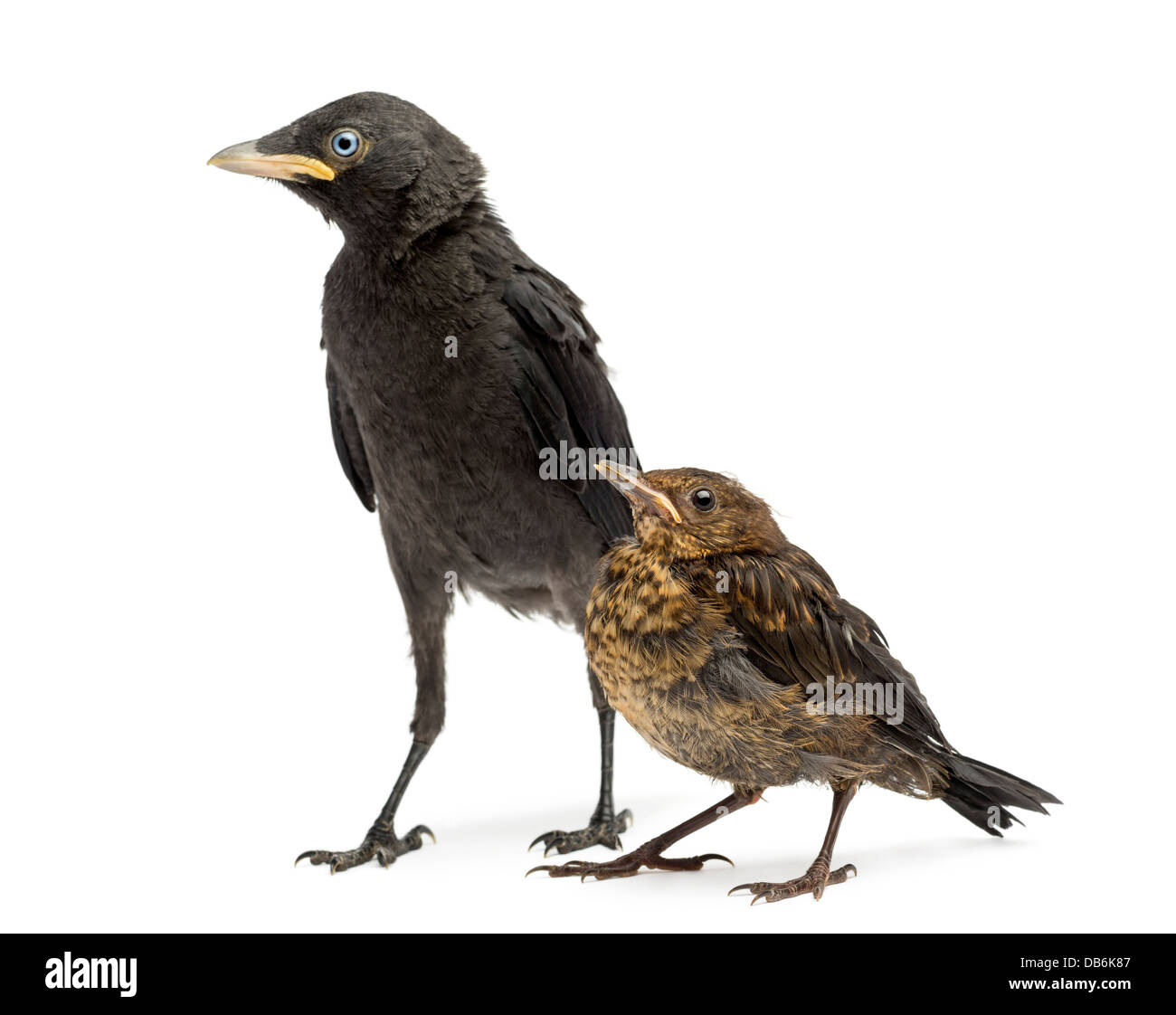 Common Blackbird, Turdus merula and Western Jackdaw, Corvus monedula against white background Stock Photo