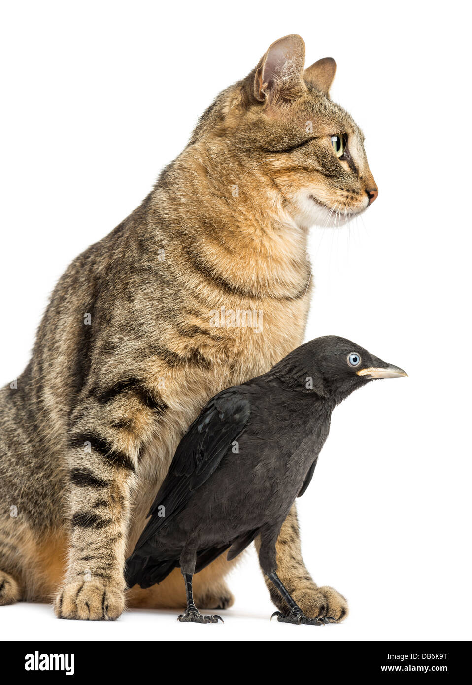 Western Jackdaw, Corvus monedula, and cat looking in the same direction against white background Stock Photo