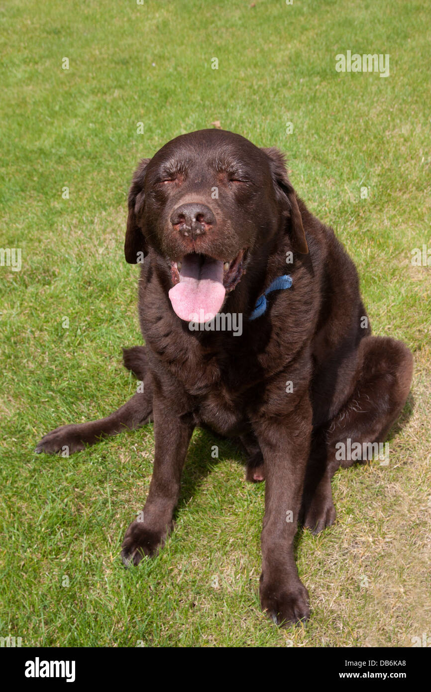 elderly liver labrador suffering from arthritis Stock Photo Alamy