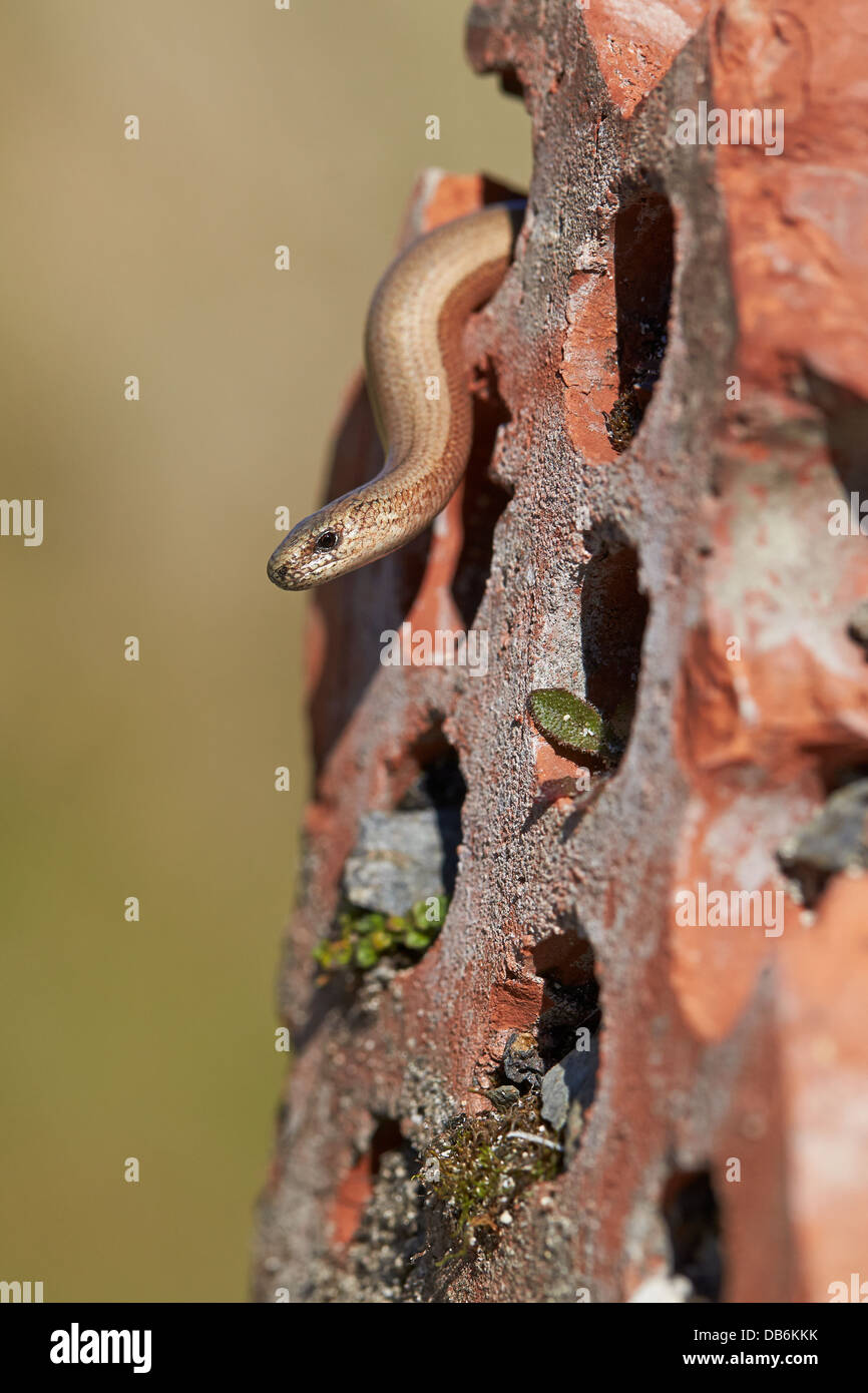 Slow worm (Anguis fragilis) emerging from brick on brownfield site Stock Photo
