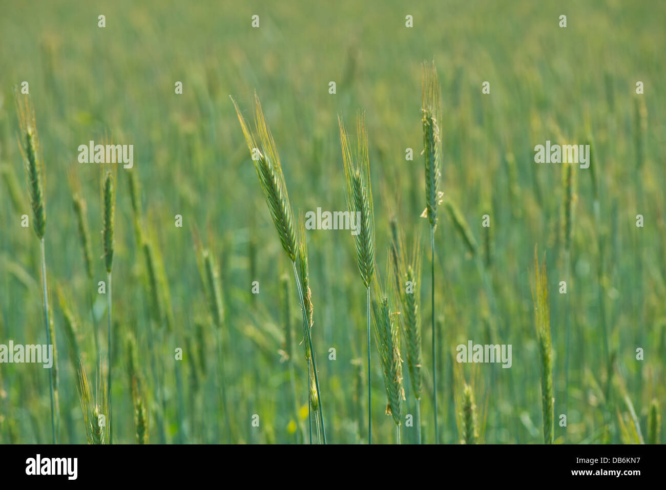 Vast fields of healthy green wheat crops ripening Stock Photo