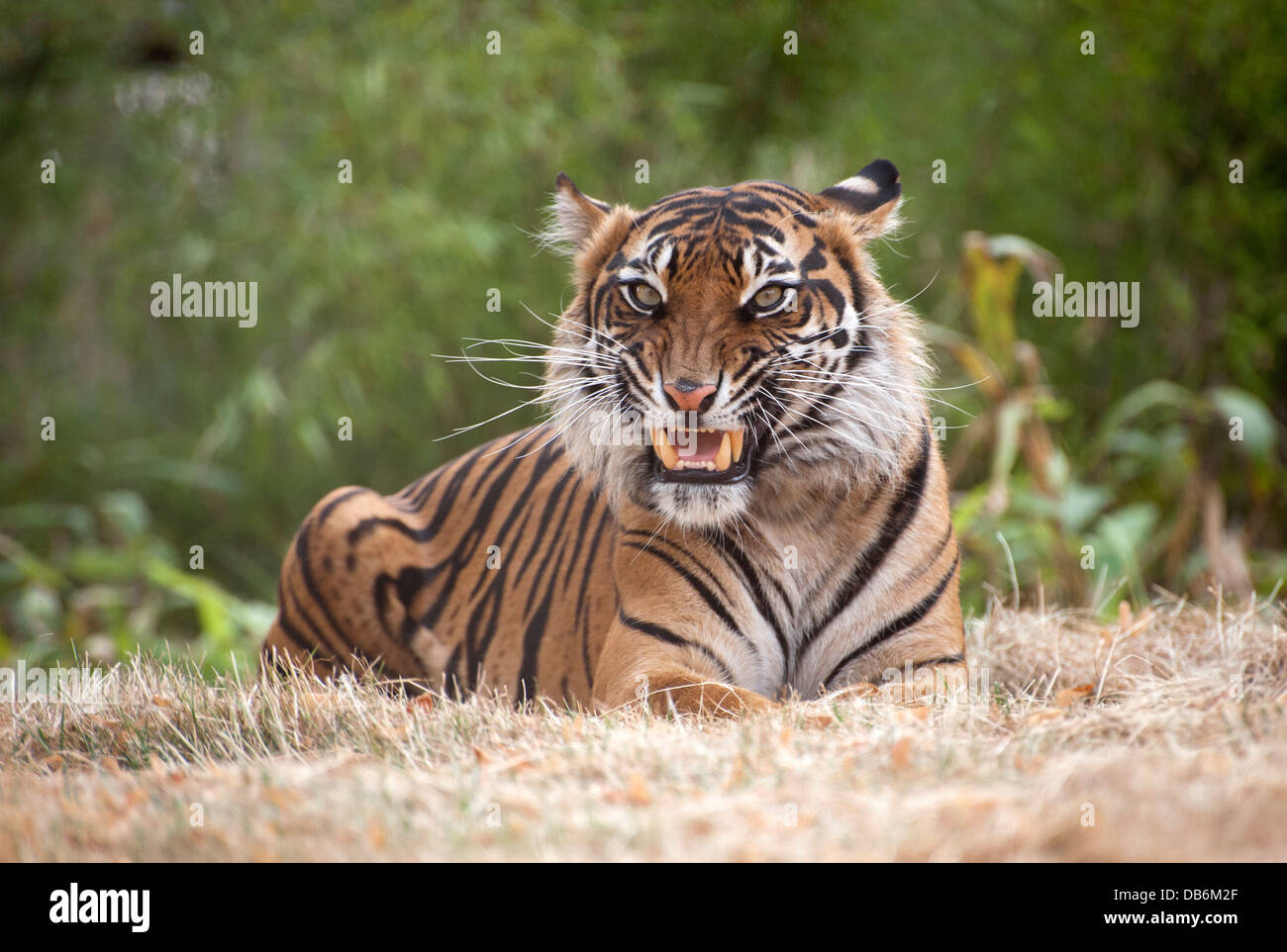 Female Sumatran tiger Stock Photo
