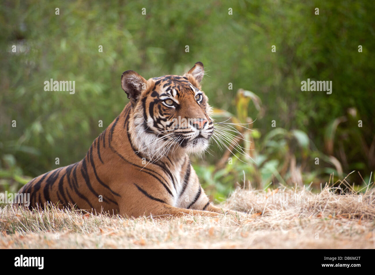 Female Sumatran tiger Stock Photo