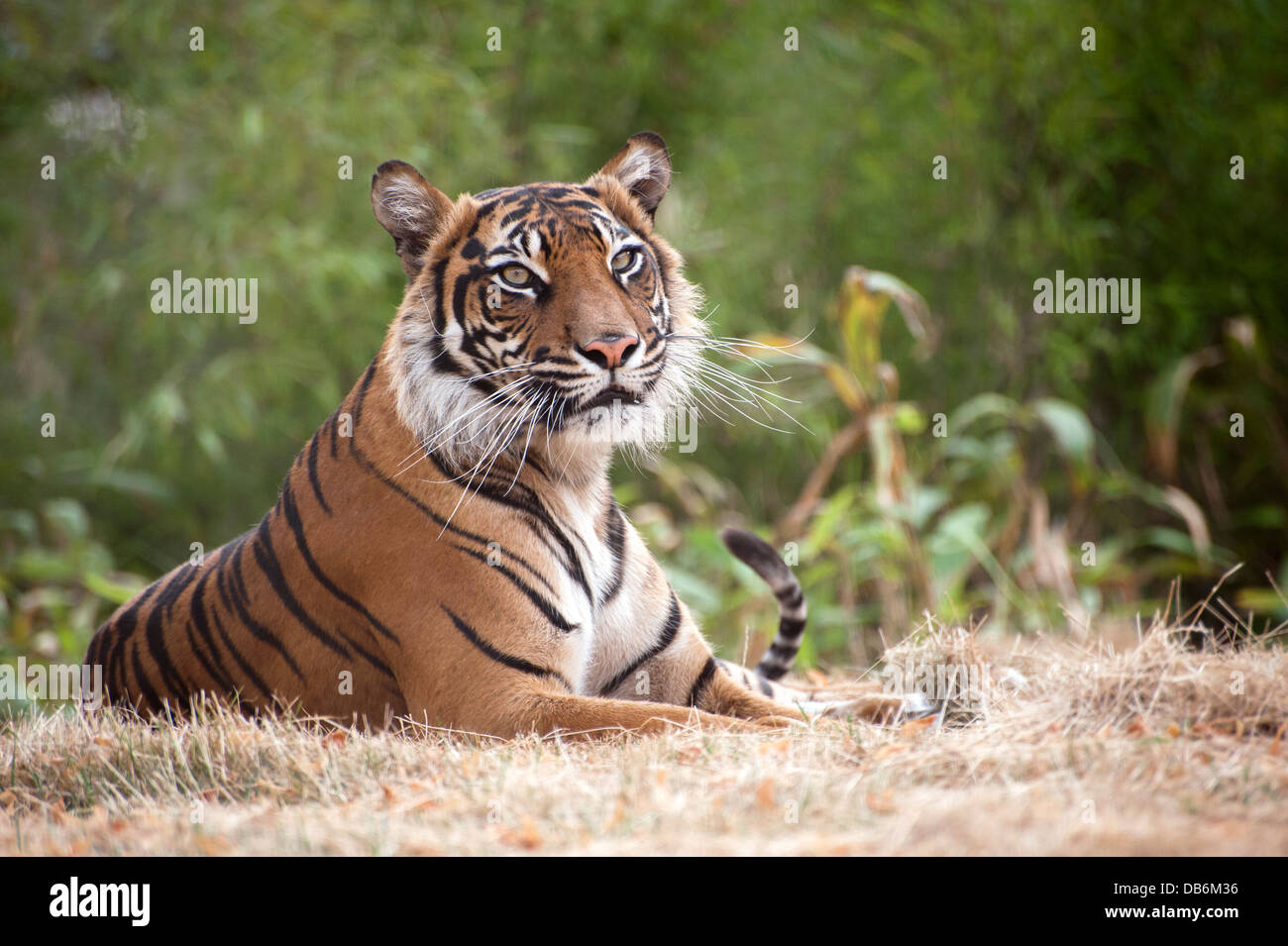 Female Sumatran tiger Stock Photo