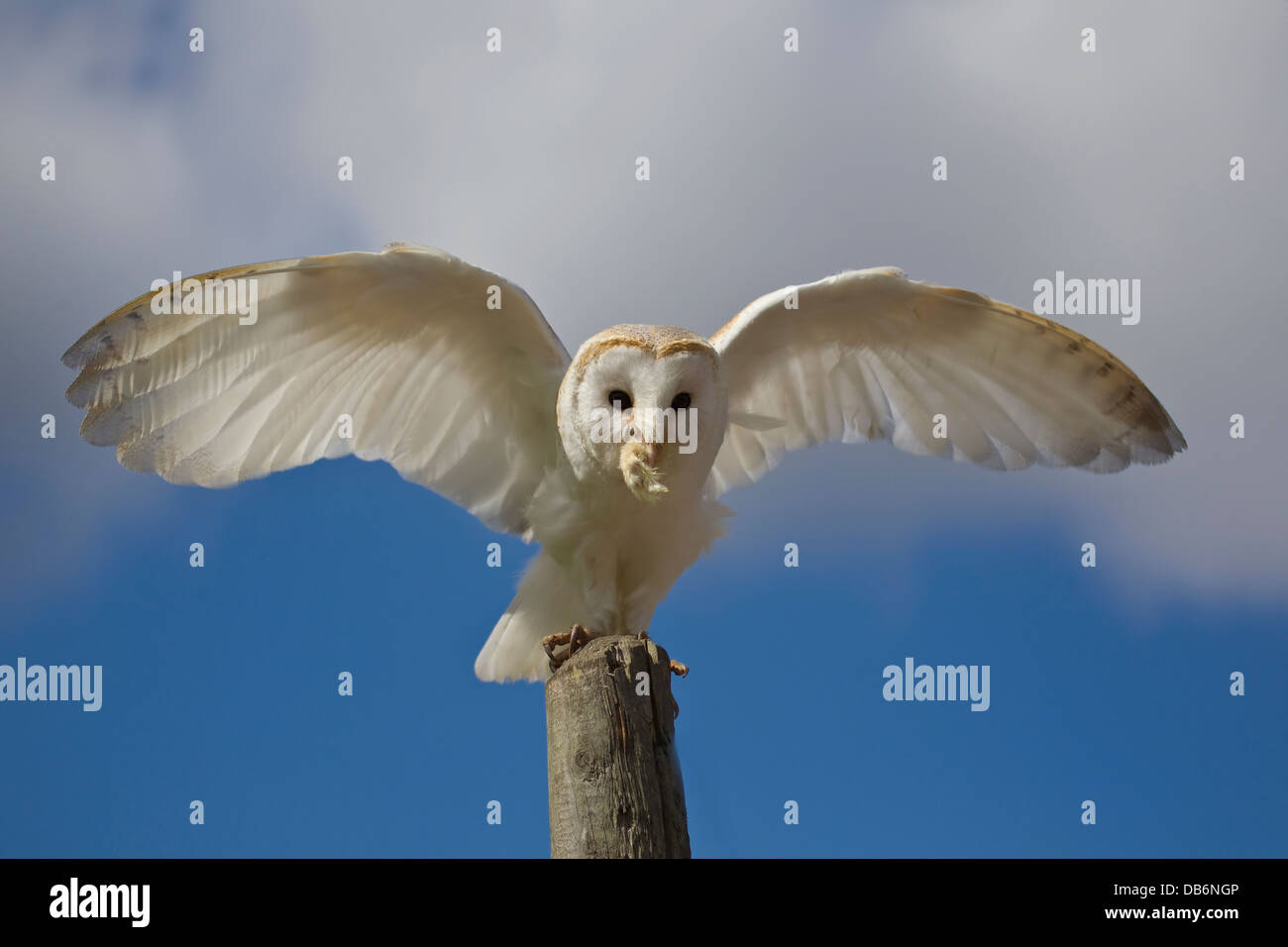 Owl Wings Spread Drawing