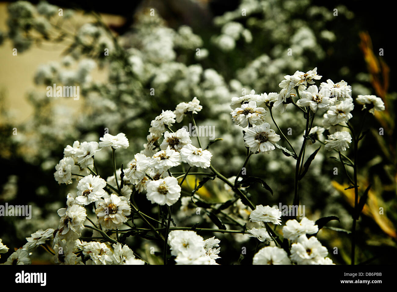 Flowers at paris Stock Photo