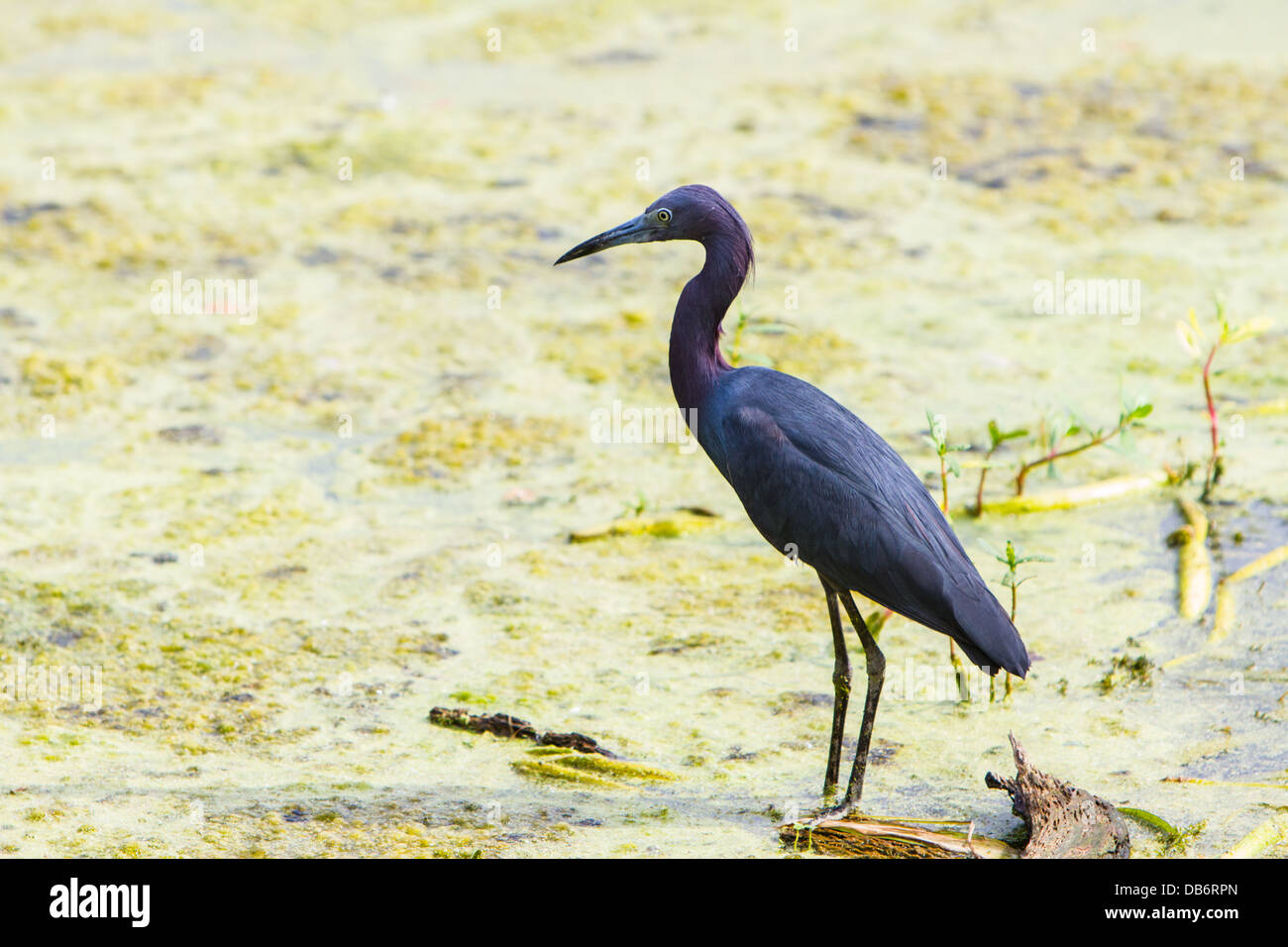 A little blue heron stands in the middle of a swamp at Brazos Bend State Park, TX. Stock Photo