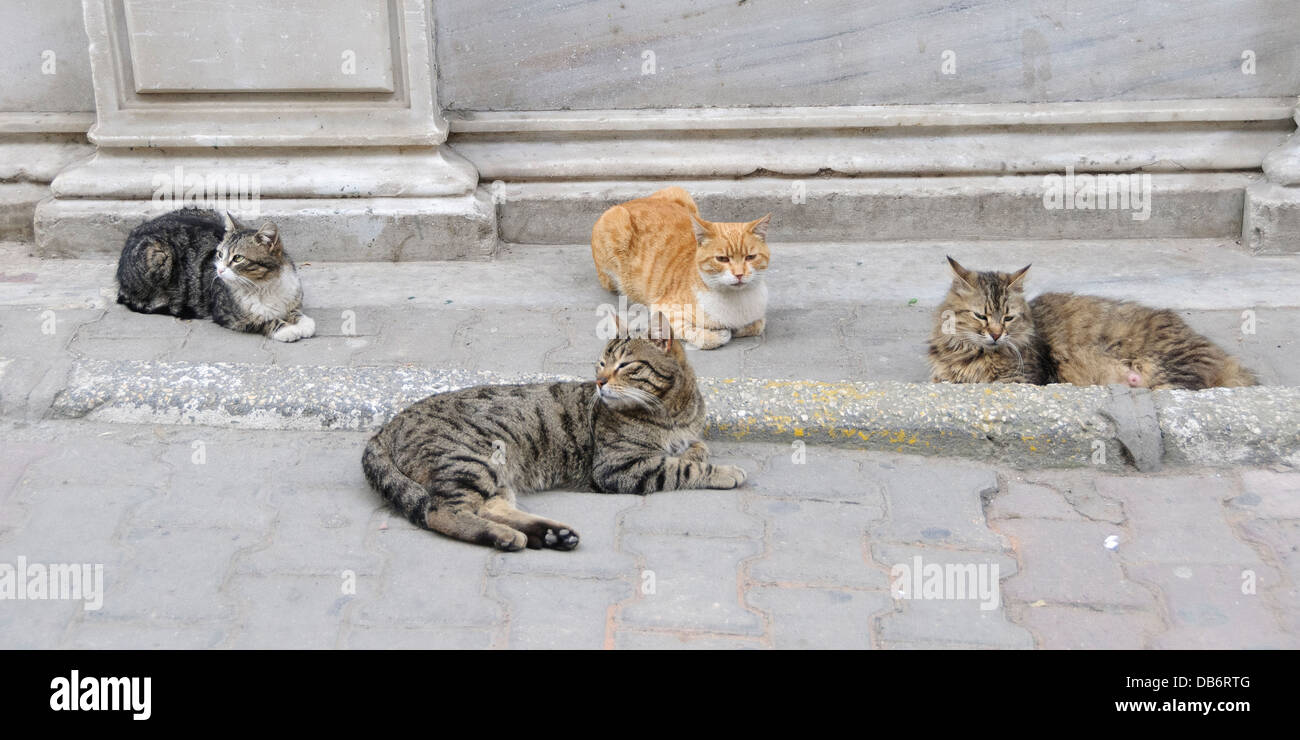 Istanbul, Turkey. Four cats on the street Stock Photo Alamy
