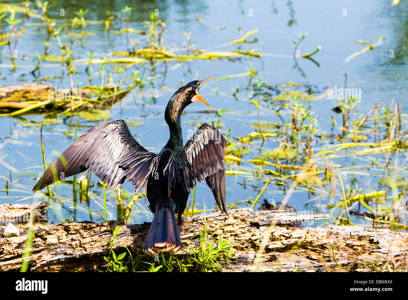 A black water bird, Anhinga, was drying its wings -their wings are not ...