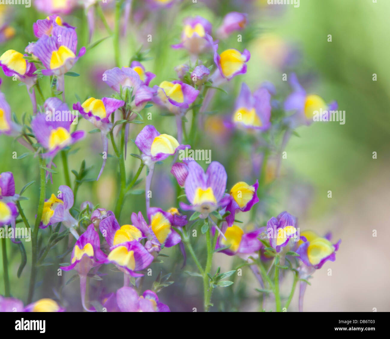 Garden photograph of delicate purple and yellow flowers Stock Photo