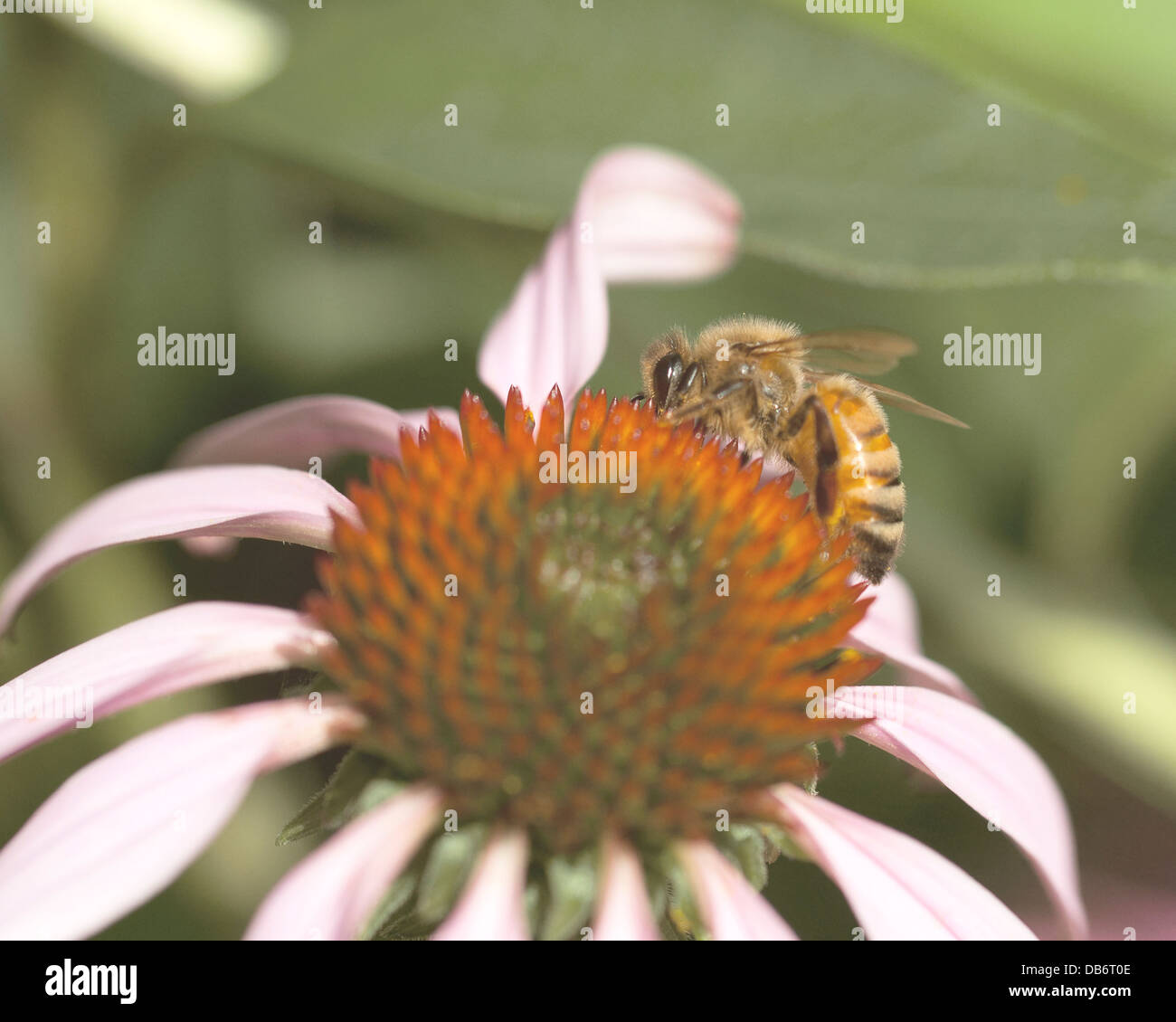 Honey bee collecting pollen on a purple coneflower Stock Photo