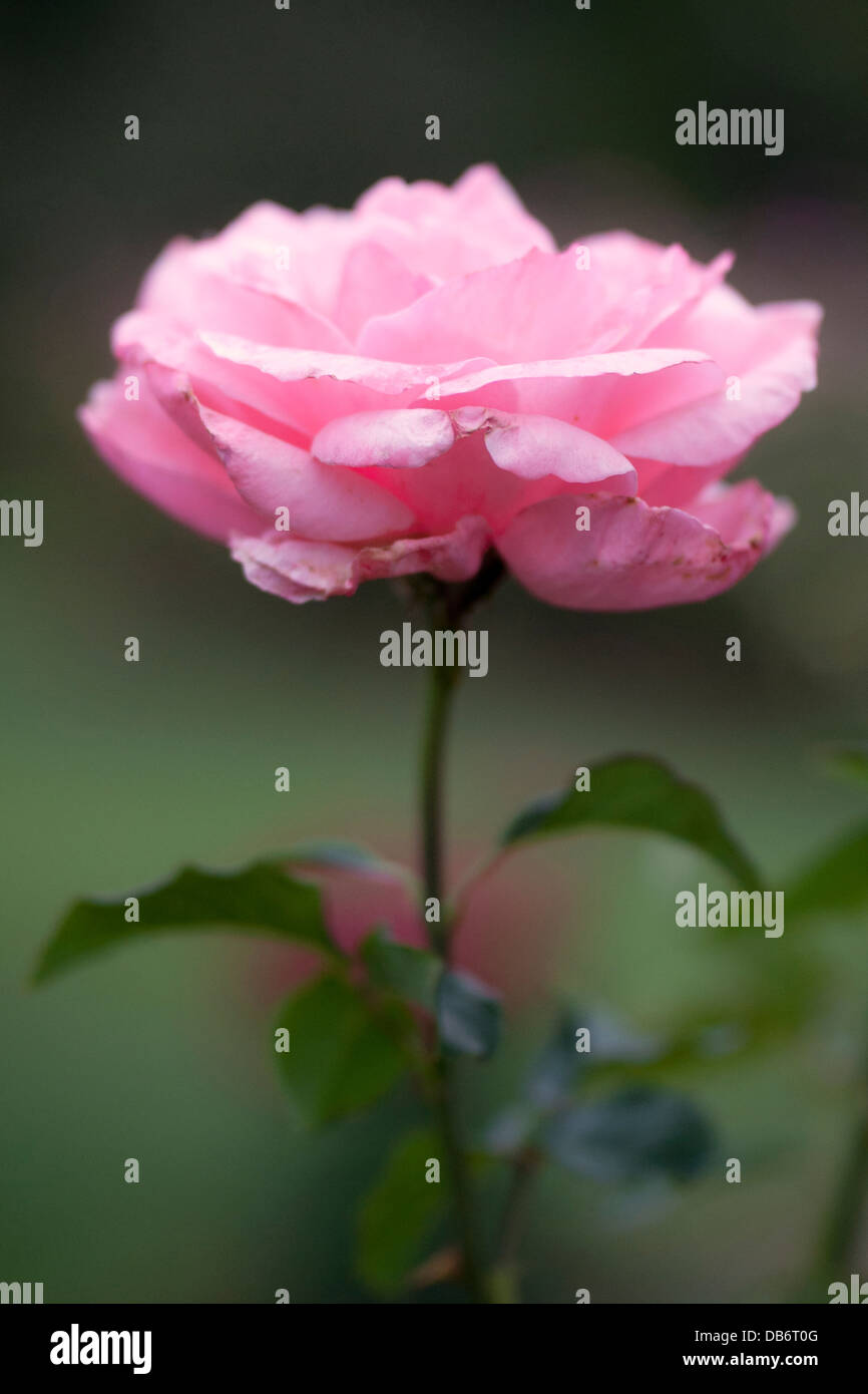 Single pink rose in full bloom againsta  dark green background. Stock Photo