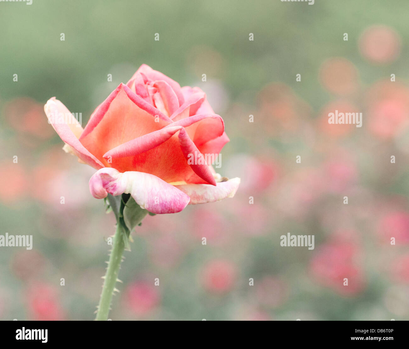Vibrant pink rose blooming against a colorful bokeh background Stock Photo