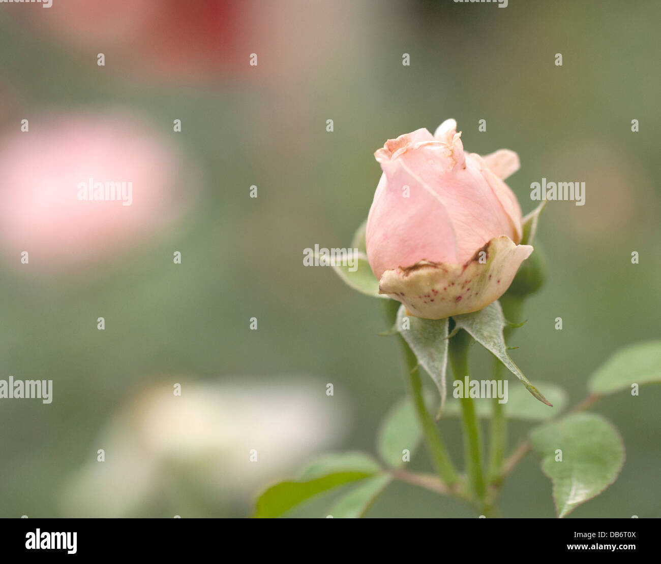 Single pastel pink rosebud in a rose garden. Stock Photo