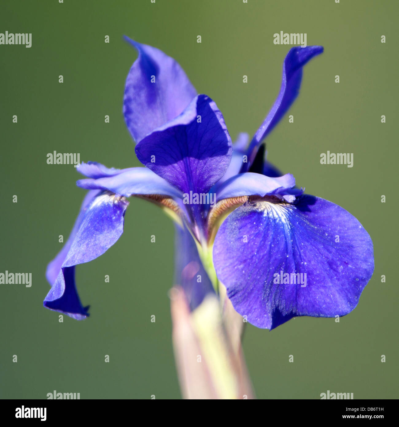 Close-up photograph of a purple iris flower against a green background. Stock Photo