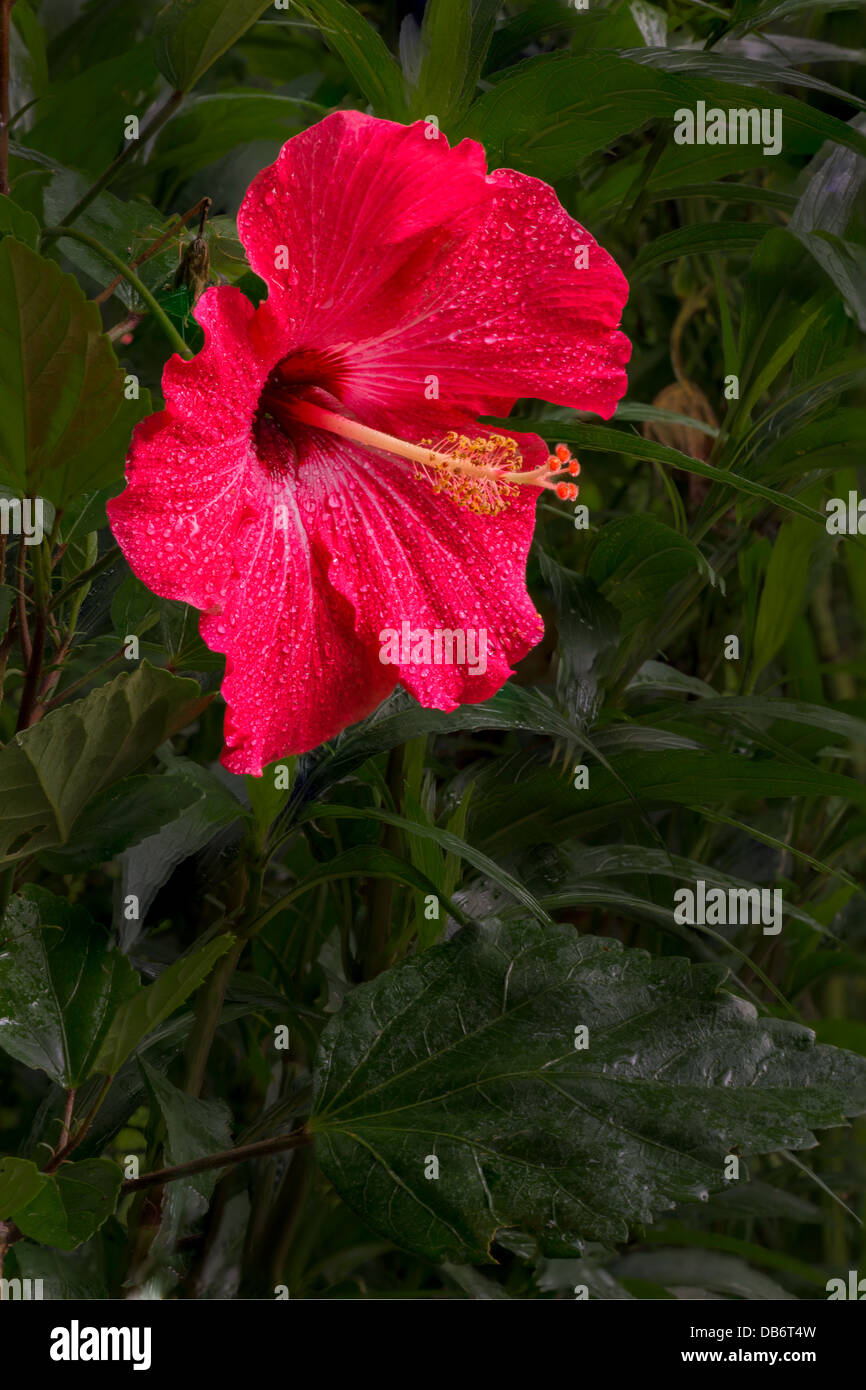 Pink Hibiscus Flower Stock Photo Alamy