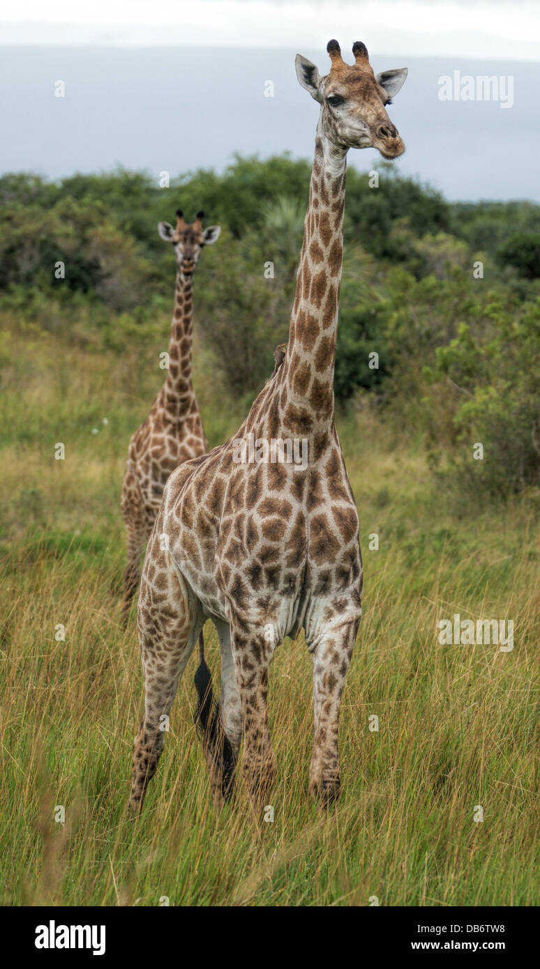 Two giraffes walking hi-res stock photography and images - Alamy