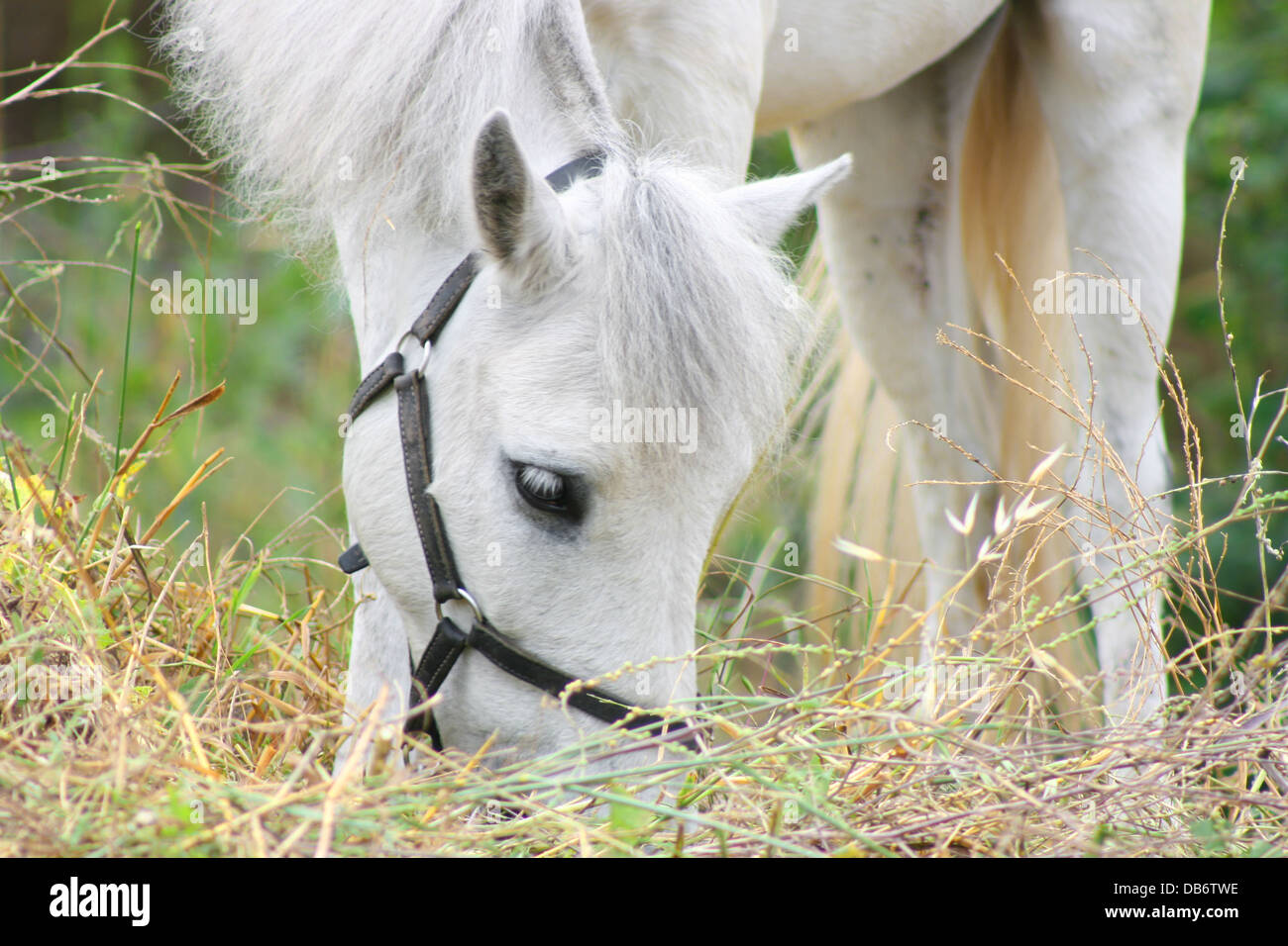 White Horse Feeding Stock Photo Alamy