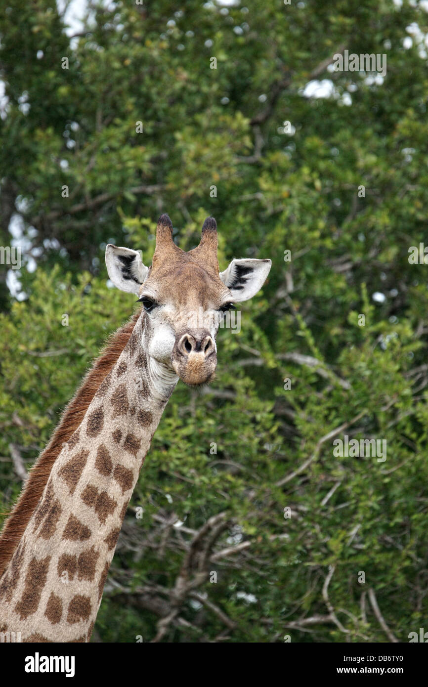 Giraffe - face with long neck and background of trees Stock Photo