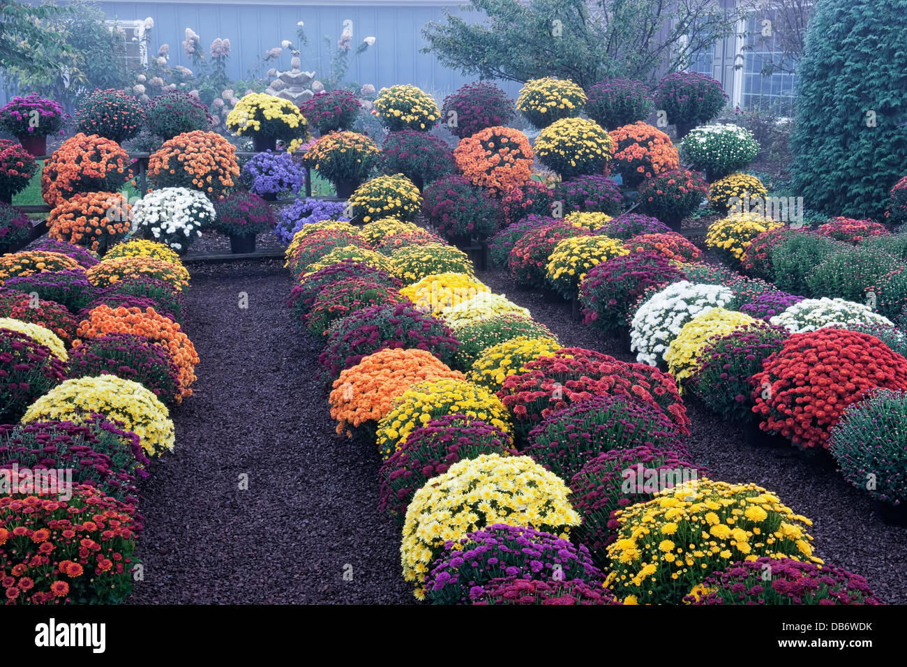 Foggy autumn morning enriches the mum display at this outdoor garden center in Lewisburg, Pennsylvania. Stock Photo