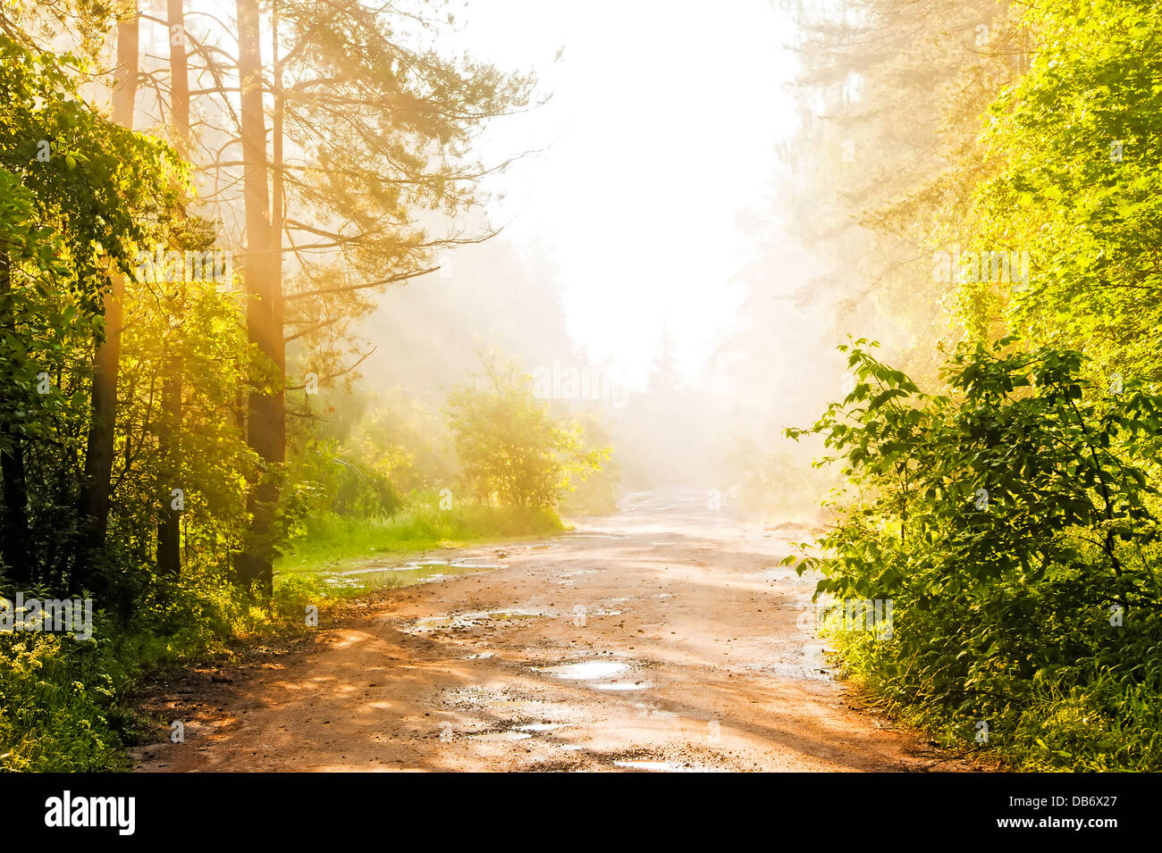 Forest road in the fog Stock Photo - Alamy