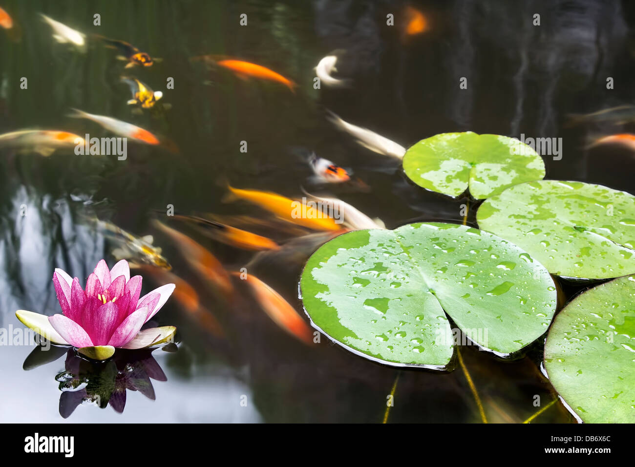 Lily Pad Leaf and Pink Flower Floating in Koi Fish Pond Stock Photo