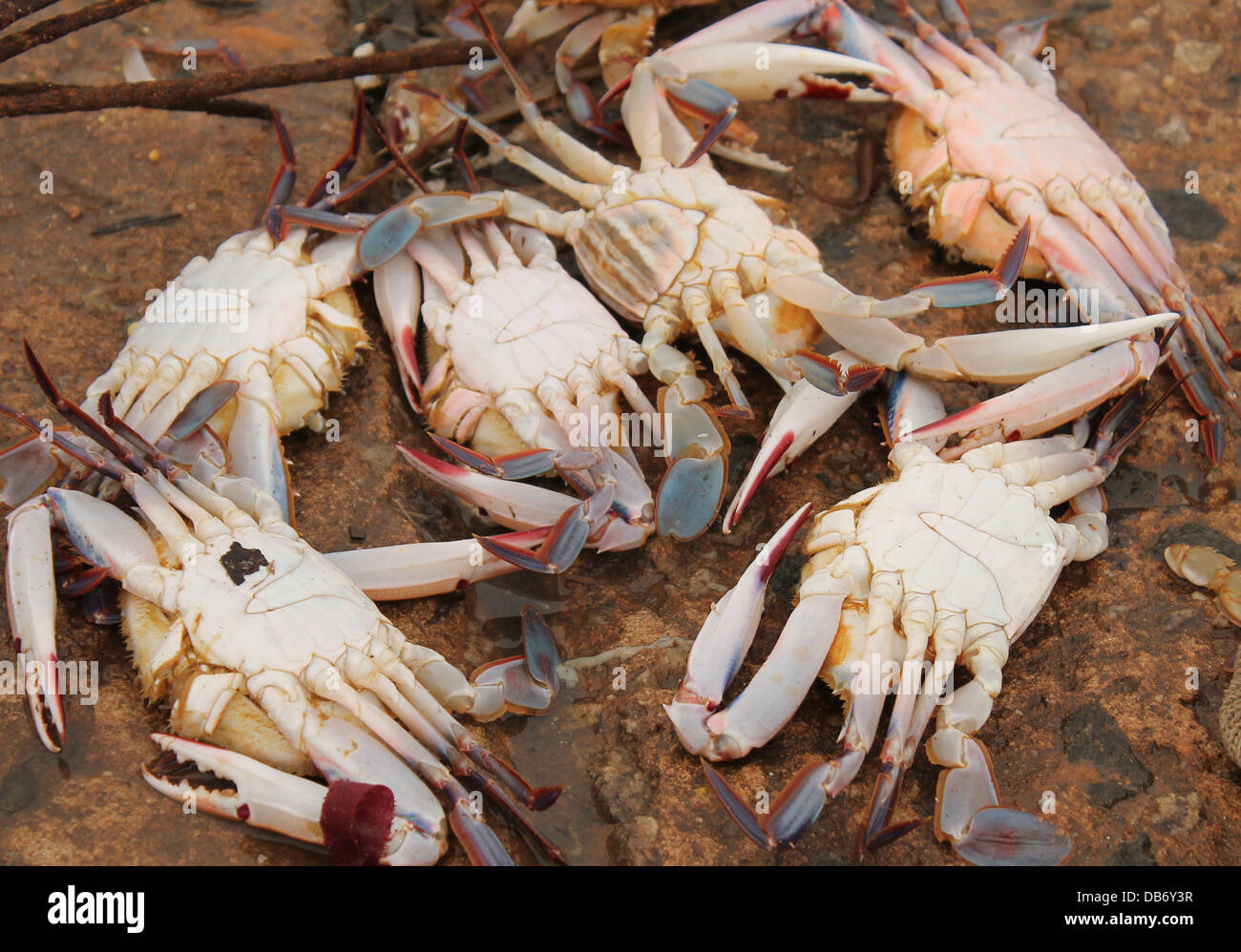 Sea crabs caught by fihermen Stock Photo