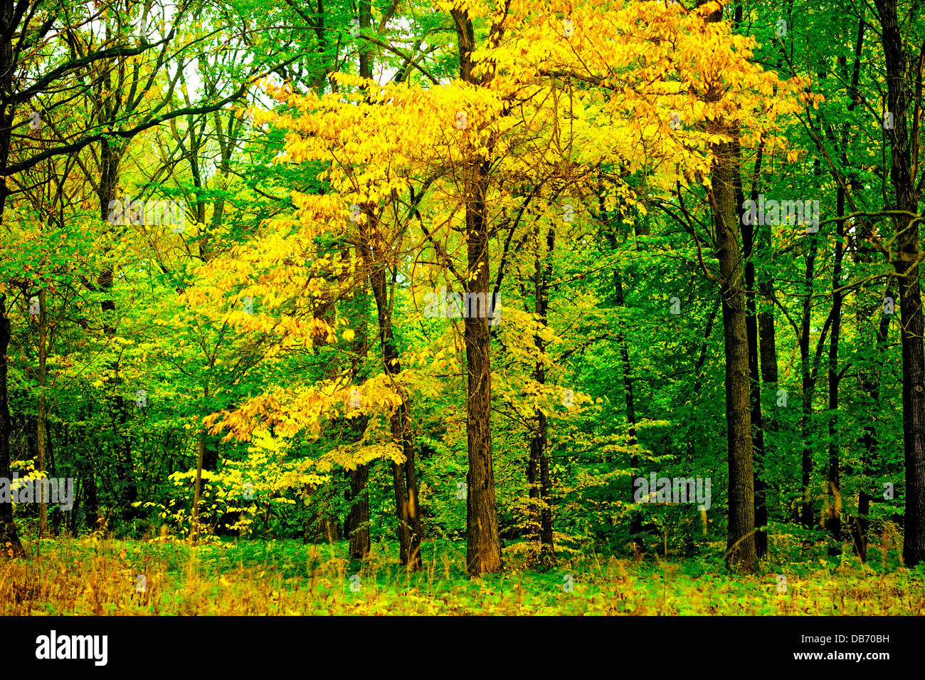 Tree with yellowing leaves in the forest Stock Photo Alamy