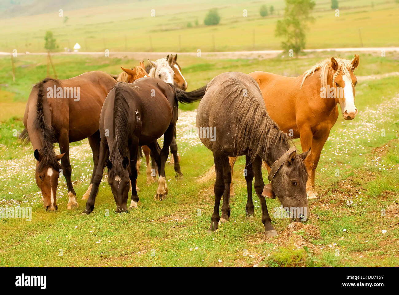 Horses grazing in a field Stock Photo