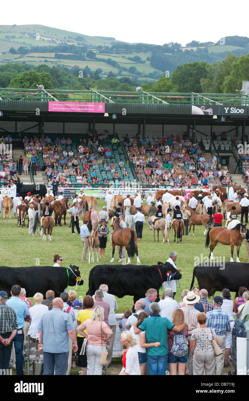 Llanelwedd (Nr. Builth Wells), Wales, UK. 24th July 2013. Prize Winning Stock Parade in The Main Ring of The Royak Welsh Showground. Credit: Graham M. Lawrence/Alamy Live News. Stock Photo