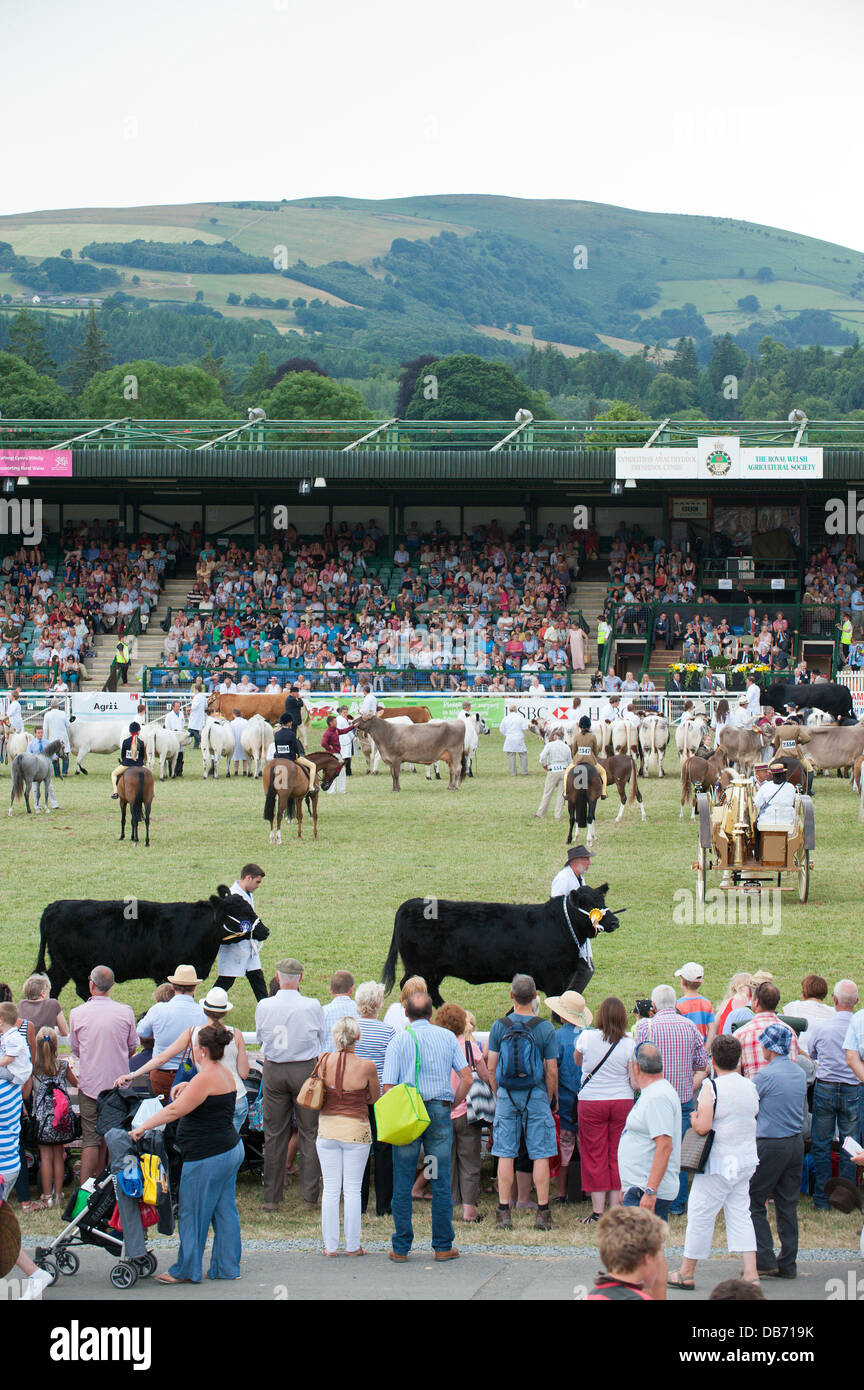 Llanelwedd (Nr. Builth Wells), Wales, UK. 24th July 2013. Prize Winning Stock Parade in The Main Ring of The Royak Welsh Showground. Credit:  Graham M. Lawrence/Alamy Live News. Stock Photo